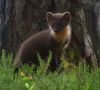 pine_treemarten.jpg